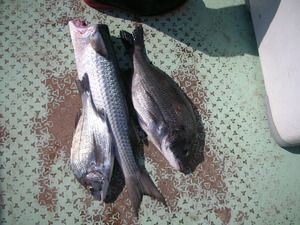 DSCN5906.JPG